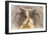 Persian Cat in Studio-null-Framed Photographic Print