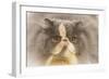 Persian Cat in Studio-null-Framed Photographic Print