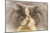 Persian Cat in Studio-null-Mounted Photographic Print