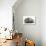 Persian Cat in Studio-null-Photographic Print displayed on a wall