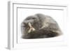 Persian Cat in Studio-null-Framed Photographic Print