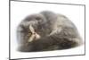 Persian Cat in Studio-null-Mounted Photographic Print
