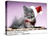 Persian Cat Santa Look in Basket in Christmas Hat and Tie-Andrey Zvoznikov-Stretched Canvas