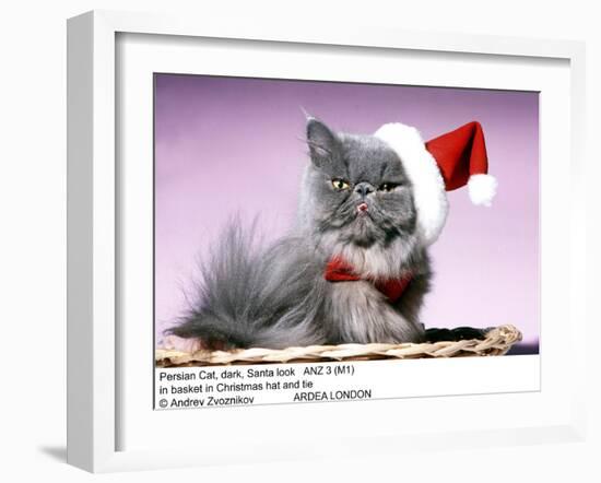 Persian Cat Santa Look in Basket in Christmas Hat and Tie-Andrey Zvoznikov-Framed Photographic Print