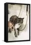 Persian Cat Standing in Bath, Being Washed-null-Framed Stretched Canvas