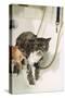 Persian Cat Standing in Bath, Being Washed-null-Stretched Canvas