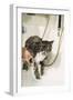 Persian Cat Standing in Bath, Being Washed-null-Framed Photographic Print