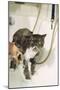 Persian Cat Standing in Bath, Being Washed-null-Mounted Photographic Print