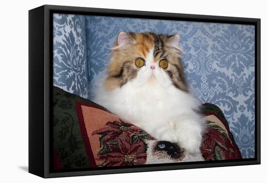 Persian Cat, Tricolor, on Couch -Cat- Pillow, Naperville, Illinois-Lynn M^ Stone-Framed Stretched Canvas