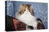 Persian Cat, Tricolor, on Couch -Cat- Pillow, Naperville, Illinois-Lynn M^ Stone-Stretched Canvas