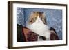 Persian Cat, Tricolor, on Couch -Cat- Pillow, Naperville, Illinois-Lynn M^ Stone-Framed Photographic Print