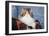 Persian Cat, Tricolor, on Couch -Cat- Pillow, Naperville, Illinois-Lynn M^ Stone-Framed Photographic Print