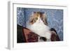 Persian Cat, Tricolor, on Couch -Cat- Pillow, Naperville, Illinois-Lynn M^ Stone-Framed Photographic Print