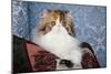 Persian Cat, Tricolor, on Couch -Cat- Pillow, Naperville, Illinois-Lynn M^ Stone-Mounted Photographic Print