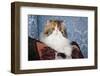 Persian Cat, Tricolor, on Couch -Cat- Pillow, Naperville, Illinois-Lynn M^ Stone-Framed Photographic Print