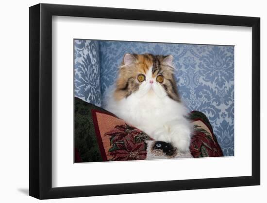 Persian Cat, Tricolor, on Couch -Cat- Pillow, Naperville, Illinois-Lynn M^ Stone-Framed Photographic Print