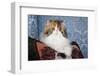 Persian Cat, Tricolor, on Couch -Cat- Pillow, Naperville, Illinois-Lynn M^ Stone-Framed Photographic Print