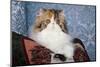 Persian Cat, Tricolor, on Couch -Cat- Pillow, Naperville, Illinois-Lynn M^ Stone-Mounted Photographic Print