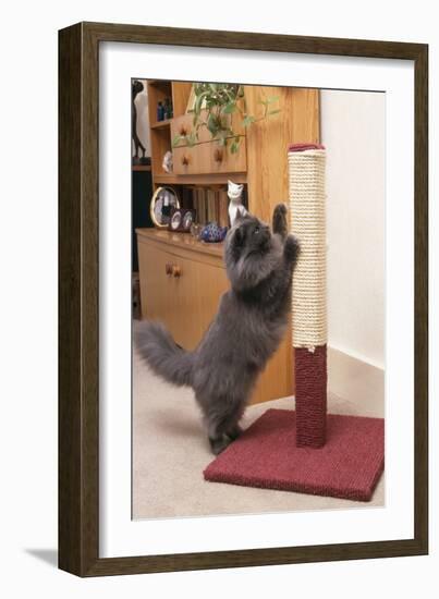 Persian Cat Using Scratching Post to Sharpen Claws-null-Framed Photographic Print