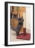 Persian Cat Using Scratching Post to Sharpen Claws-null-Framed Photographic Print