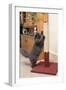 Persian Cat Using Scratching Post to Sharpen Claws-null-Framed Photographic Print