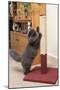 Persian Cat Using Scratching Post to Sharpen Claws-null-Mounted Photographic Print