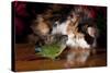 Persian Cat Watching Conure on Table, Poinsettias in Background, Carpentersville, Illinois, USA-Lynn M^ Stone-Stretched Canvas