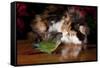 Persian Cat Watching Conure on Table, Poinsettias in Background, Carpentersville, Illinois, USA-Lynn M^ Stone-Framed Stretched Canvas