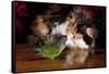 Persian Cat Watching Conure on Table, Poinsettias in Background, Carpentersville, Illinois, USA-Lynn M^ Stone-Framed Stretched Canvas