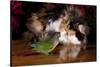 Persian Cat Watching Conure on Table, Poinsettias in Background, Carpentersville, Illinois, USA-Lynn M^ Stone-Stretched Canvas