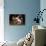 Persian Cat Watching Conure on Table, Poinsettias in Background, Carpentersville, Illinois, USA-Lynn M^ Stone-Photographic Print displayed on a wall