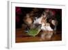 Persian Cat Watching Conure on Table, Poinsettias in Background, Carpentersville, Illinois, USA-Lynn M^ Stone-Framed Photographic Print