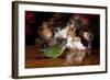 Persian Cat Watching Conure on Table, Poinsettias in Background, Carpentersville, Illinois, USA-Lynn M^ Stone-Framed Photographic Print