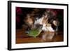 Persian Cat Watching Conure on Table, Poinsettias in Background, Carpentersville, Illinois, USA-Lynn M^ Stone-Framed Photographic Print