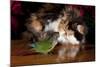 Persian Cat Watching Conure on Table, Poinsettias in Background, Carpentersville, Illinois, USA-Lynn M^ Stone-Mounted Photographic Print