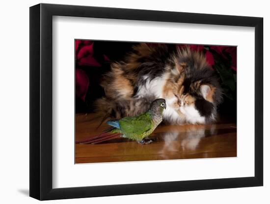 Persian Cat Watching Conure on Table, Poinsettias in Background, Carpentersville, Illinois, USA-Lynn M^ Stone-Framed Photographic Print