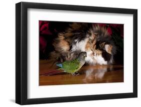 Persian Cat Watching Conure on Table, Poinsettias in Background, Carpentersville, Illinois, USA-Lynn M^ Stone-Framed Photographic Print