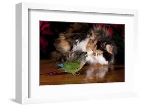 Persian Cat Watching Conure on Table, Poinsettias in Background, Carpentersville, Illinois, USA-Lynn M^ Stone-Framed Photographic Print