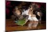 Persian Cat Watching Conure on Table, Poinsettias in Background, Carpentersville, Illinois, USA-Lynn M^ Stone-Mounted Photographic Print