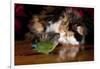 Persian Cat Watching Conure on Table, Poinsettias in Background, Carpentersville, Illinois, USA-Lynn M^ Stone-Framed Photographic Print