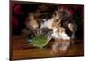 Persian Cat Watching Conure on Table, Poinsettias in Background, Carpentersville, Illinois, USA-Lynn M^ Stone-Framed Photographic Print