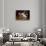 Persian Cat Watching Conure on Table, Poinsettias in Background, Carpentersville, Illinois, USA-Lynn M^ Stone-Stretched Canvas displayed on a wall