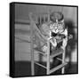 Persian Cat Wearing a Costume-null-Framed Stretched Canvas