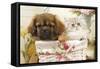 Persian Cat with Tibetan Spaniel Puppy in Basket-null-Framed Stretched Canvas