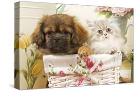 Persian Cat with Tibetan Spaniel Puppy in Basket-null-Stretched Canvas