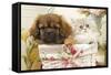 Persian Cat with Tibetan Spaniel Puppy in Basket-null-Framed Stretched Canvas