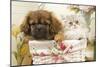 Persian Cat with Tibetan Spaniel Puppy in Basket-null-Mounted Photographic Print