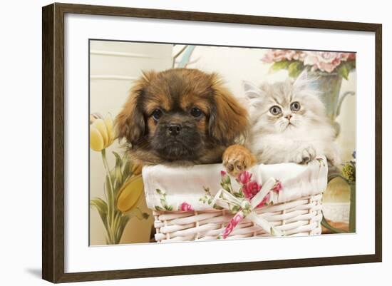 Persian Cat with Tibetan Spaniel Puppy in Basket-null-Framed Photographic Print