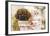 Persian Cat with Tibetan Spaniel Puppy in Basket-null-Framed Photographic Print