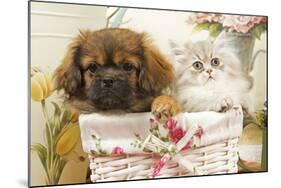 Persian Cat with Tibetan Spaniel Puppy in Basket-null-Mounted Photographic Print